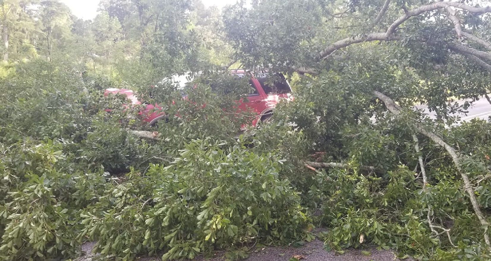 Texarkana area trees down